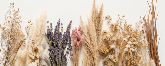 Collection of dried flowers, pampas grass, and preserved botanicals laid out on a beige background